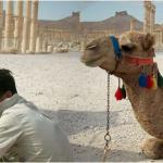 syria_camellos